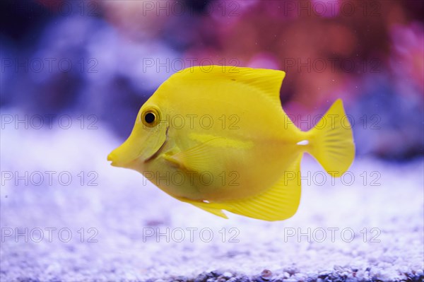 Yellow tang (Zebrasoma flavescens) in a aquarium