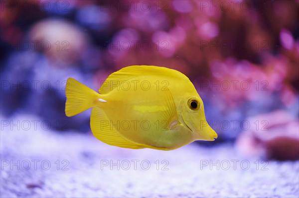 Yellow tang (Zebrasoma flavescens) in a aquarium