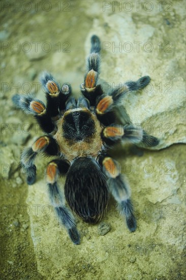 Mexican redknee tarantula (Brachypelma smithi)