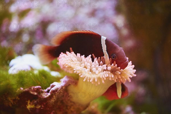 Tomato clownfish (Amphiprion frenatus) in a aquarium