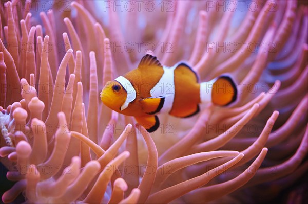 Orange clownfish (Amphiprion percula) in a aquarium