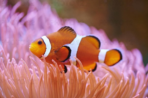 Orange clownfish (Amphiprion percula) in a aquarium