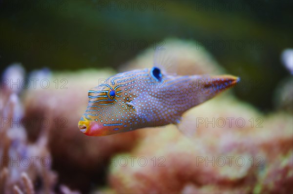 Spotted sharpnose (Canthigaster solandri) in a aquarium