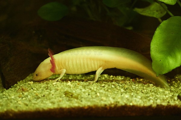 Axolotl (Ambystoma mexicanum) in a aquarium