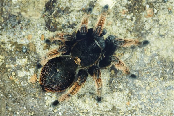 Chilean rose hair tarantula (Grammostola rosea)