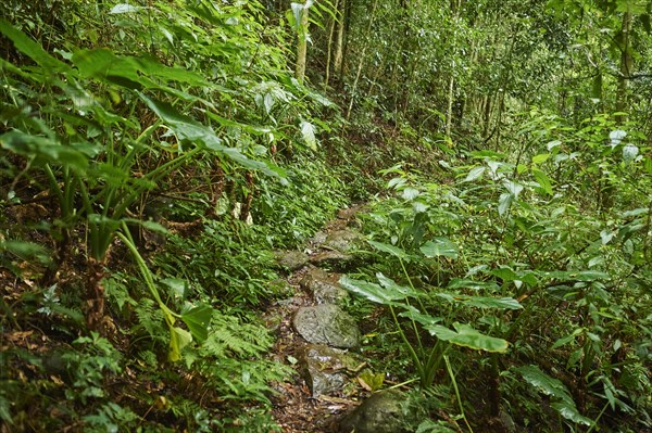 Hiking trail through the rainforest in spring