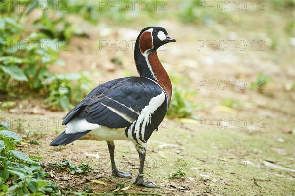 Red-breasted goose (Branta ruficollis)