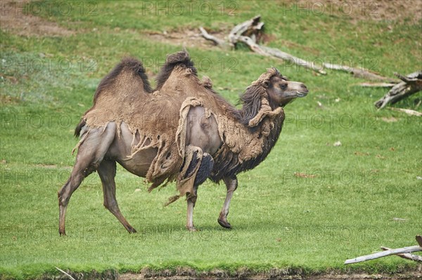 Bactrian camel (Camelus ferus) during change of coat