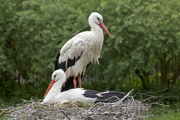 Stork couple