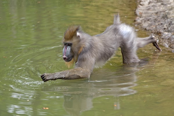 Mandrill (Mandrillus sphinx) in water