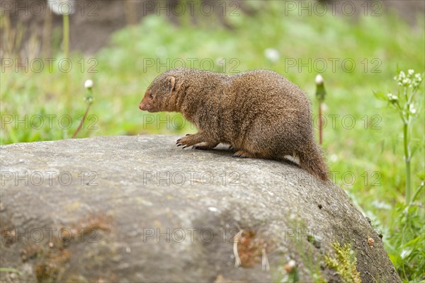 Dwarf Mongoose (Helogale parvula)