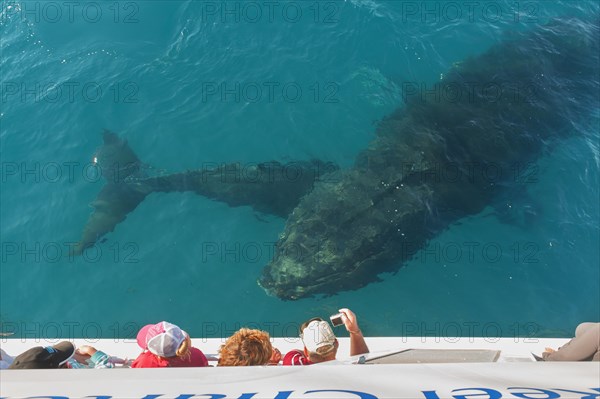 People on boat watching Humpback whales (Megaptera novaeangliae)