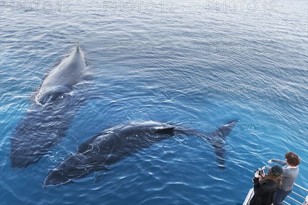 People on boat watching Humpback whales (Megaptera novaeangliae)