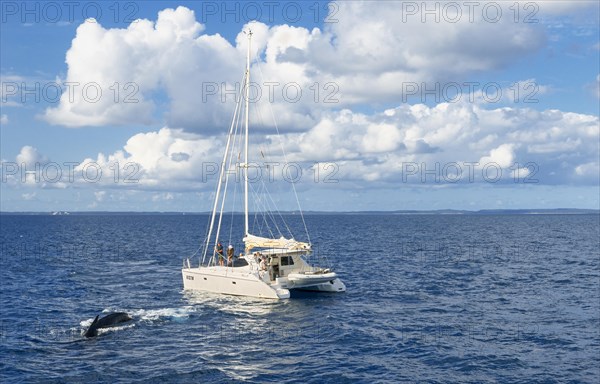 People on sailing boat watching Humpback whales (Megaptera novaeangliae)