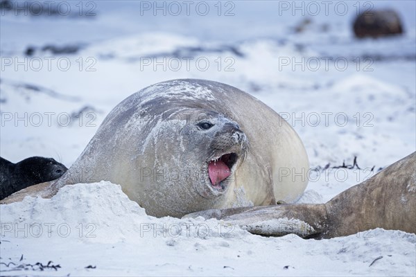 Southern sea lion (Otaria flavescens)