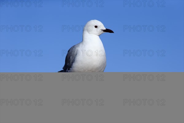 Hartlaub's Gull (Chroicocephalus hartlaubii)