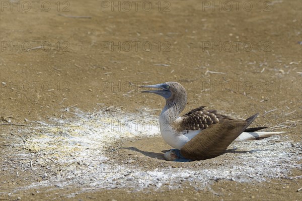 Blue-footed booby (Sula nebouxii) sitting in nest with eggs