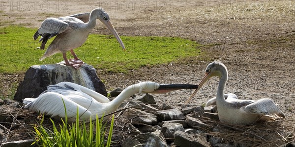 Pink-backed Pelicans (Pelecanus rufescens)