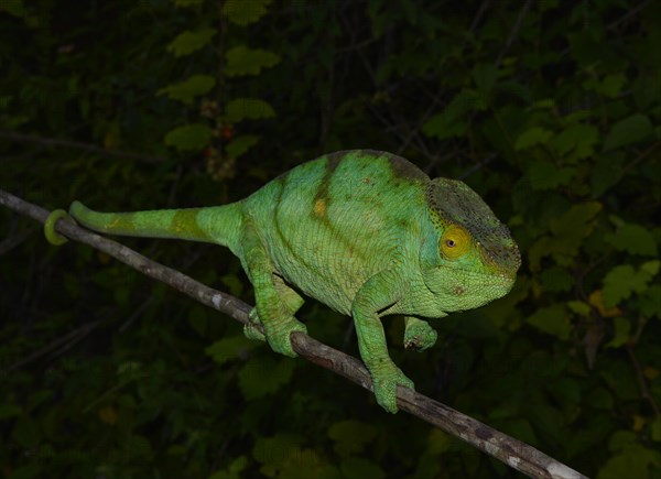 Female chameleon (Calumma parsonii parsonii)