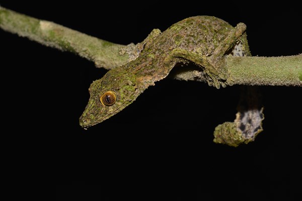 Leaf-tailed gecko (Uroplatus sikorea)