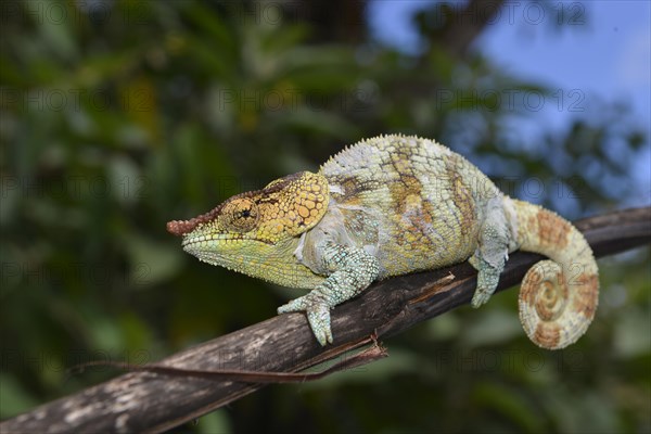 Male cryptic chameleon (Calumma crypticum)