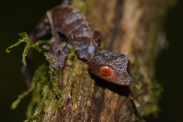 Baweng satanic leaf gecko (Uroplatus phantasticus)