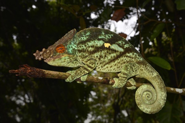 Parson's chameleon (Calumma parsonii)