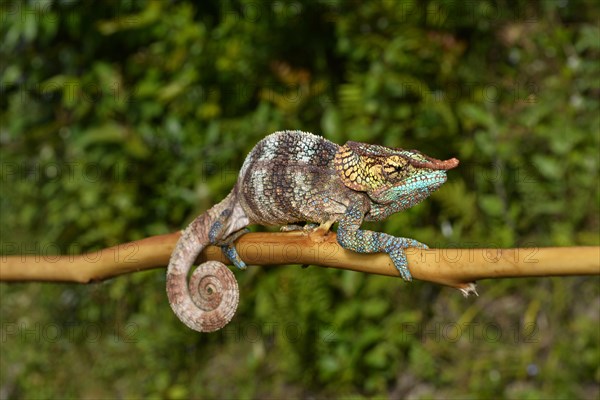 Cryptic chameleon (Calumma crypticum)