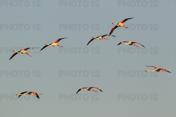 Greater Flamingo (Phoenicopterus roseus)