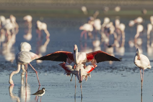 Greater Flamingo (Phoenicopterus roseus)