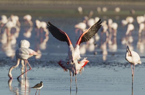 Greater Flamingo (Phoenicopterus roseus)