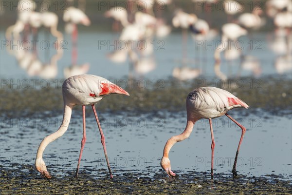 Greater Flamingo (Phoenicopterus roseus)