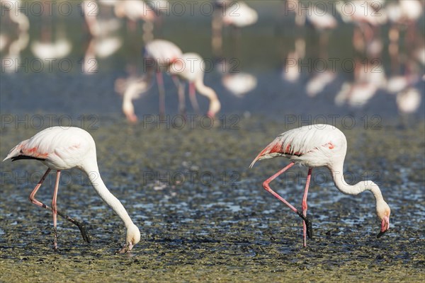 Greater Flamingo (Phoenicopterus roseus)