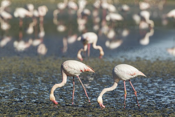 Greater Flamingo (Phoenicopterus roseus)