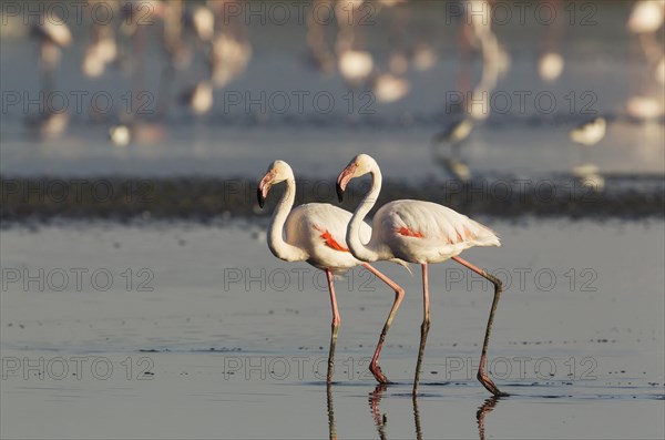 Greater Flamingo (Phoenicopterus roseus)