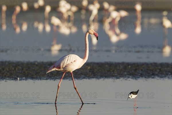 Greater Flamingo (Phoenicopterus roseus)