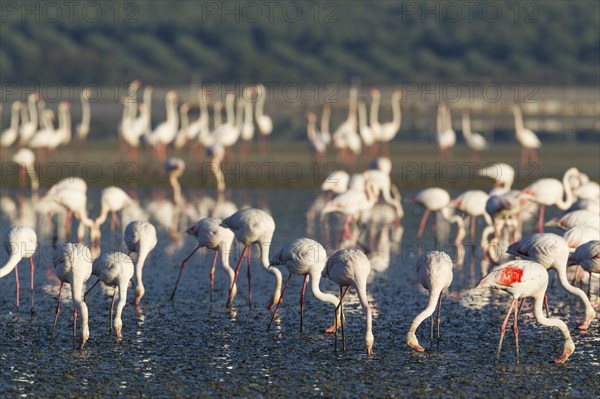 Greater Flamingo (Phoenicopterus roseus)