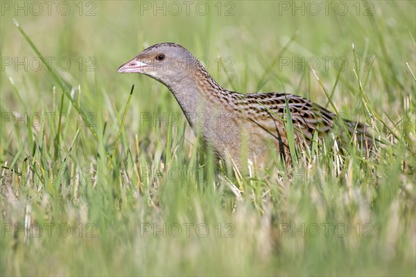 Corncrake