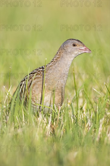 Corncrake