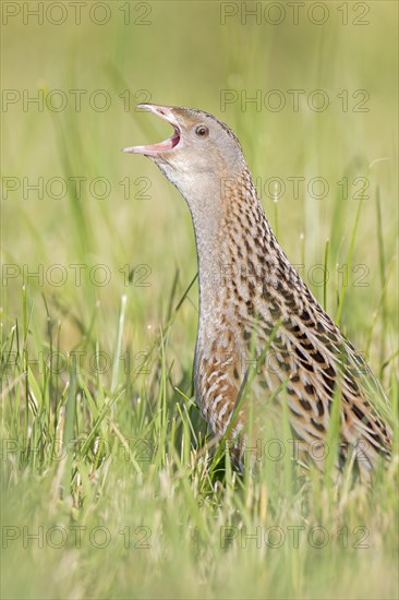 Corncrake