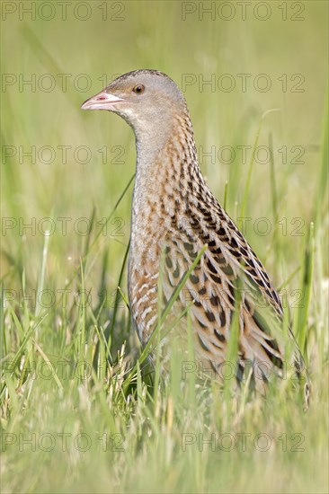 Corncrake