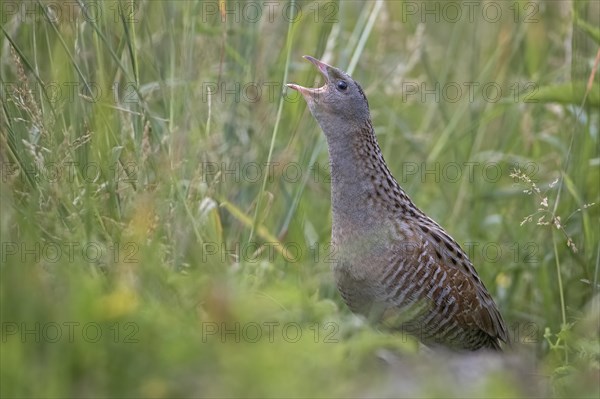 Corncrake