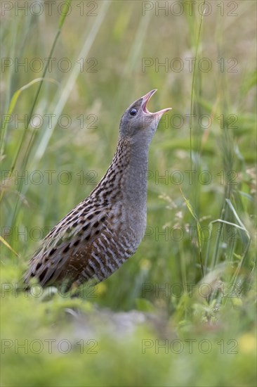 Corncrake