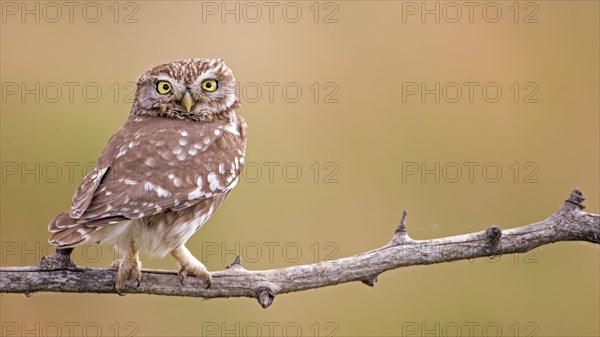 Little owl (Athene noctua) on branch