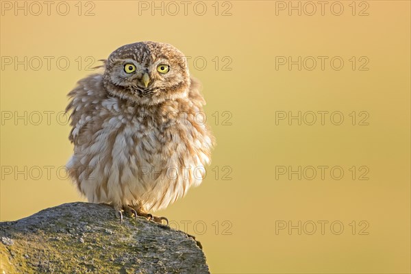 Little owl (Athene noctua) on stone