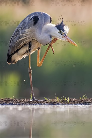 Grey Heron (Ardea cinerea)