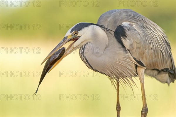 Grey Heron (Ardea cinerea)