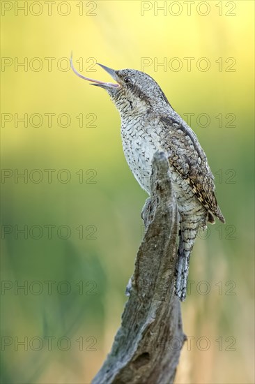 Eurasian wryneck (Jynx torquilla)