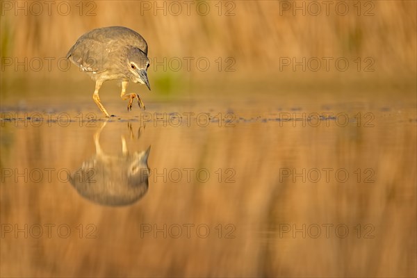 Night Heron (Nycticorax nycticorax) in the water