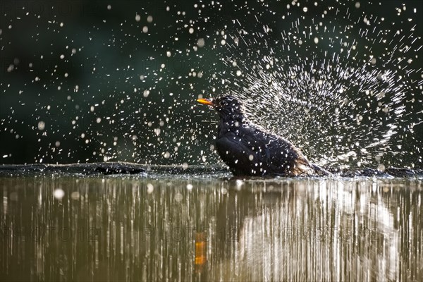 Blackbird (Turdus merula) bathing